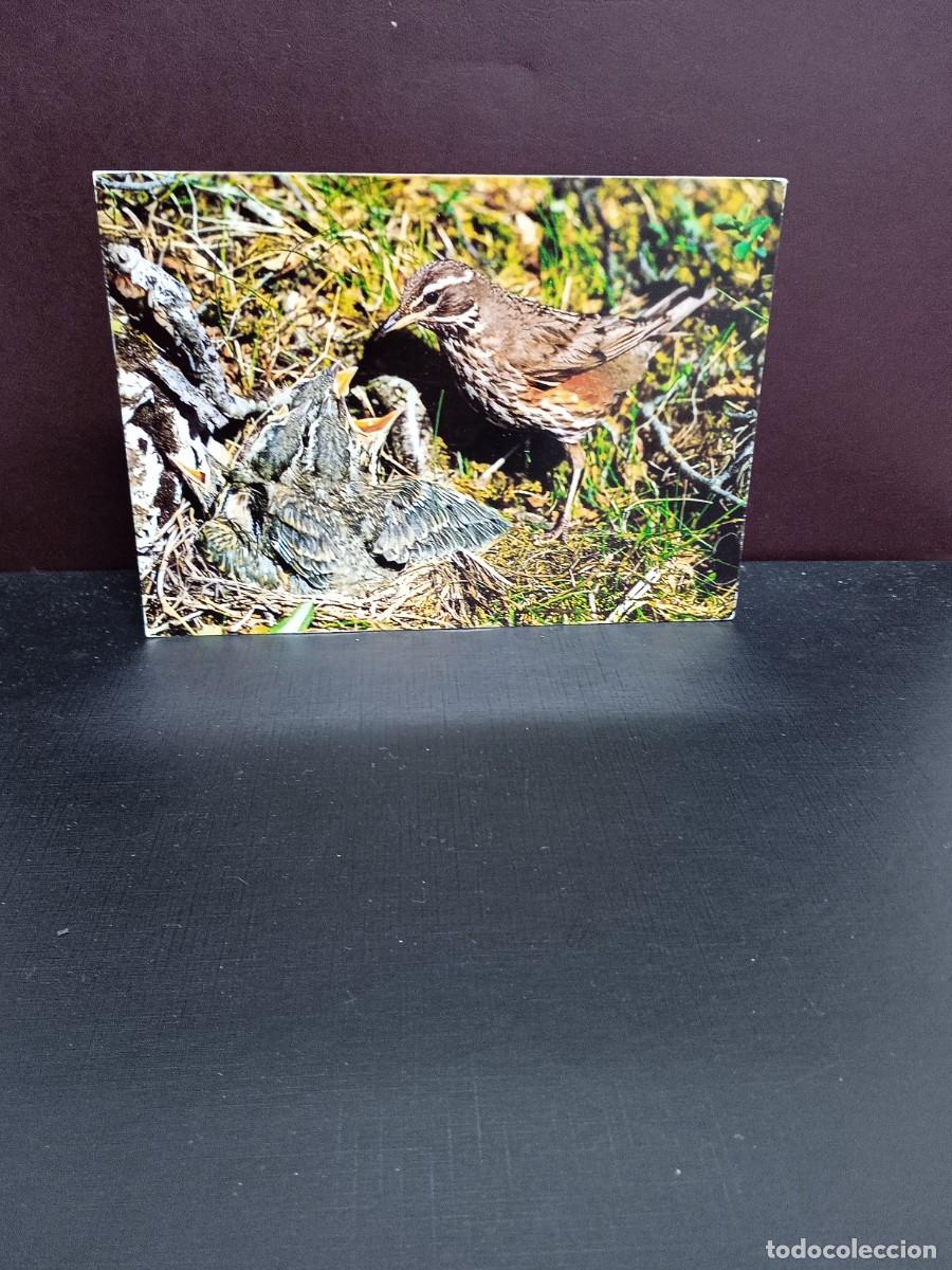 Postais: P1379 Postal Islandesa Rotdrossel . Solarfilma