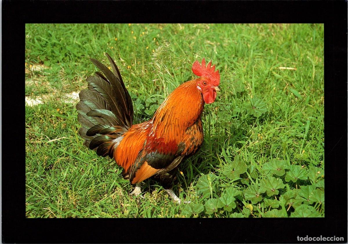 Postales: Donde est&aacute; el Gallinero!!?? - Postal Italiana - OJO! GF - 163x114mm