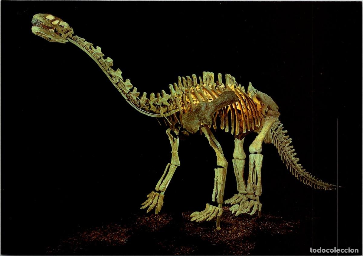 Cartes Postales: Shunosaurus - Chinese Dinosaurs - British Museum DPG 90 - Postal Inglesa - OJO! GF - 166x115mm