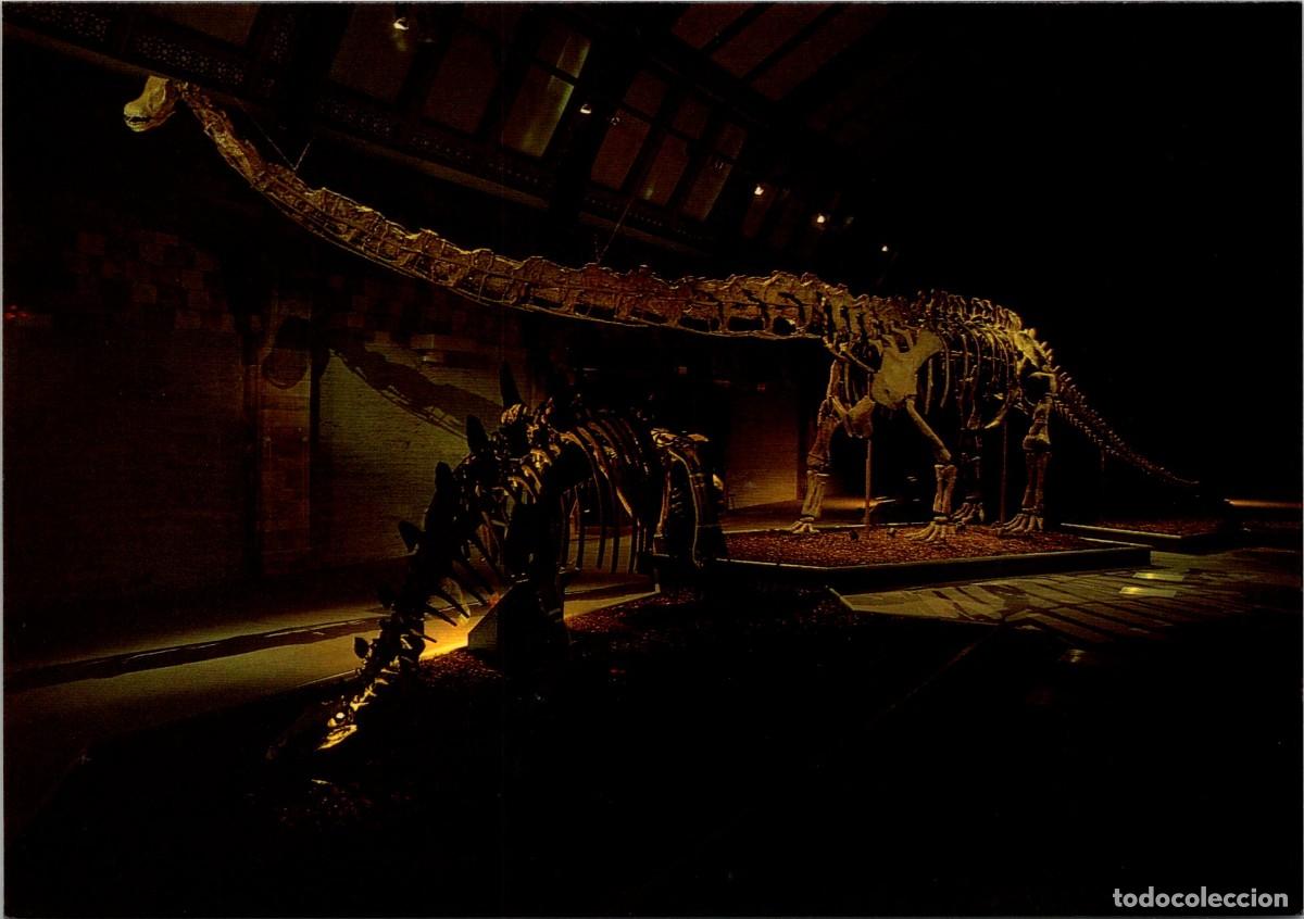 Cartes Postales: Mamenchisaurus - Chinese Dinosaurs - British Museum DPG 92 - Postal Inglesa - OJO! GF - 166x115mm