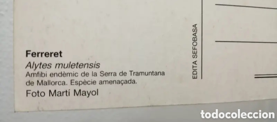 Postales: Postal Ferreret Alytes Muletensis - Foto 2
