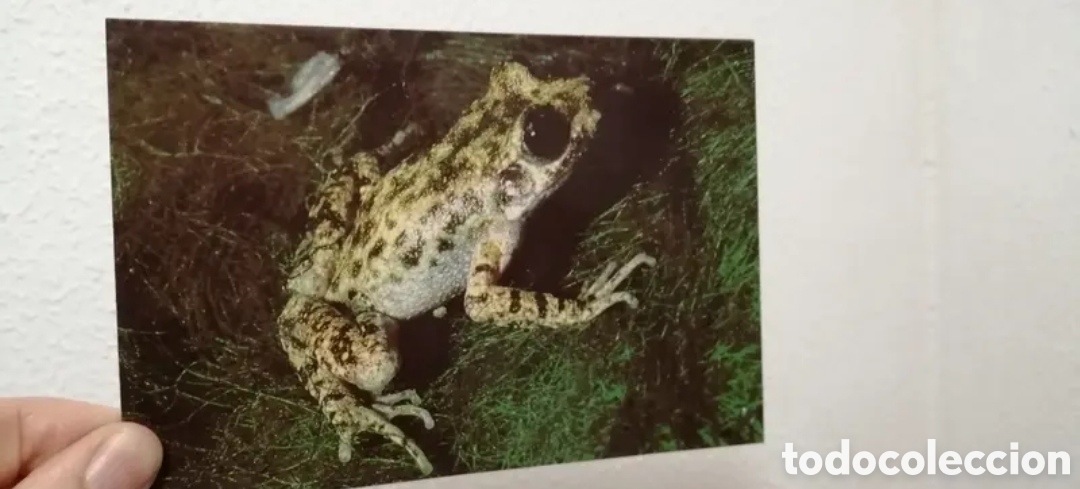 Postales: Postal Ferreret Alytes Muletensis - Foto 3