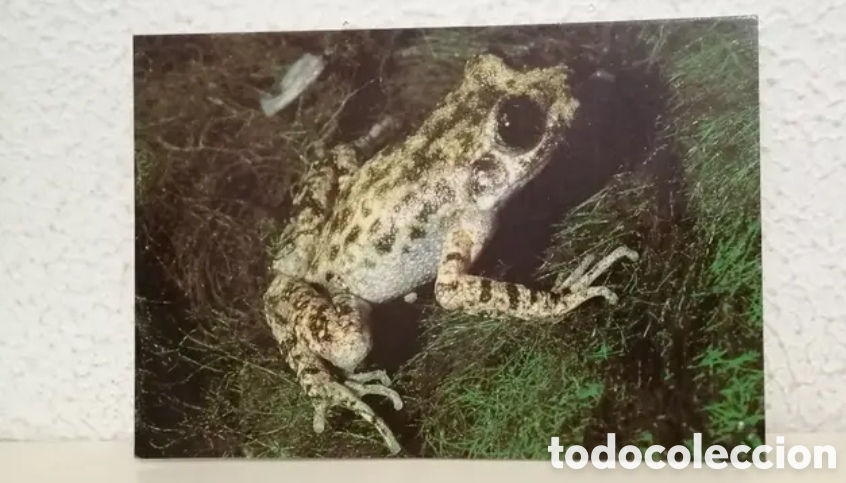 Postais: Postal Ferreret Alytes Muletensis