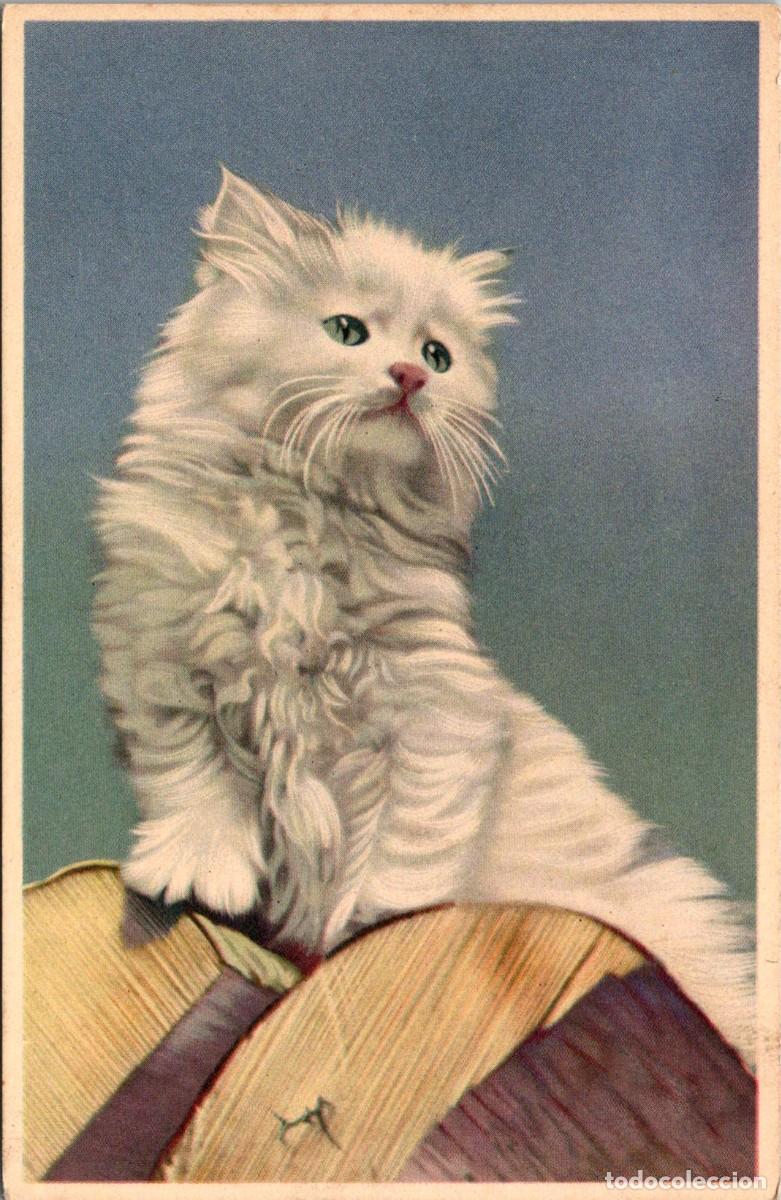 Postais: Gato Persa Blanco - Postal Francesa - Ed. Cotonnet n&ordm; B 52090 - 139x90mm