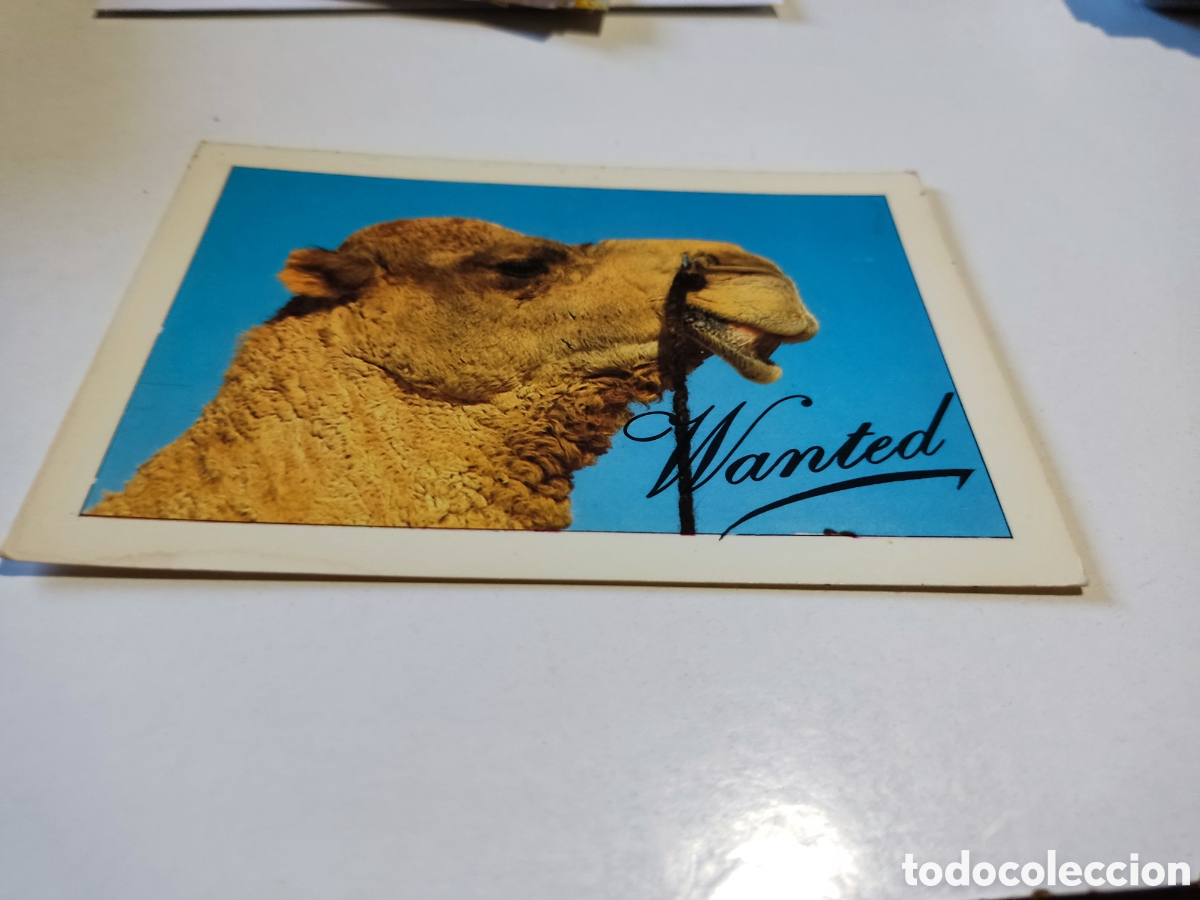 Postales: Postal camello wanted - Foto 1