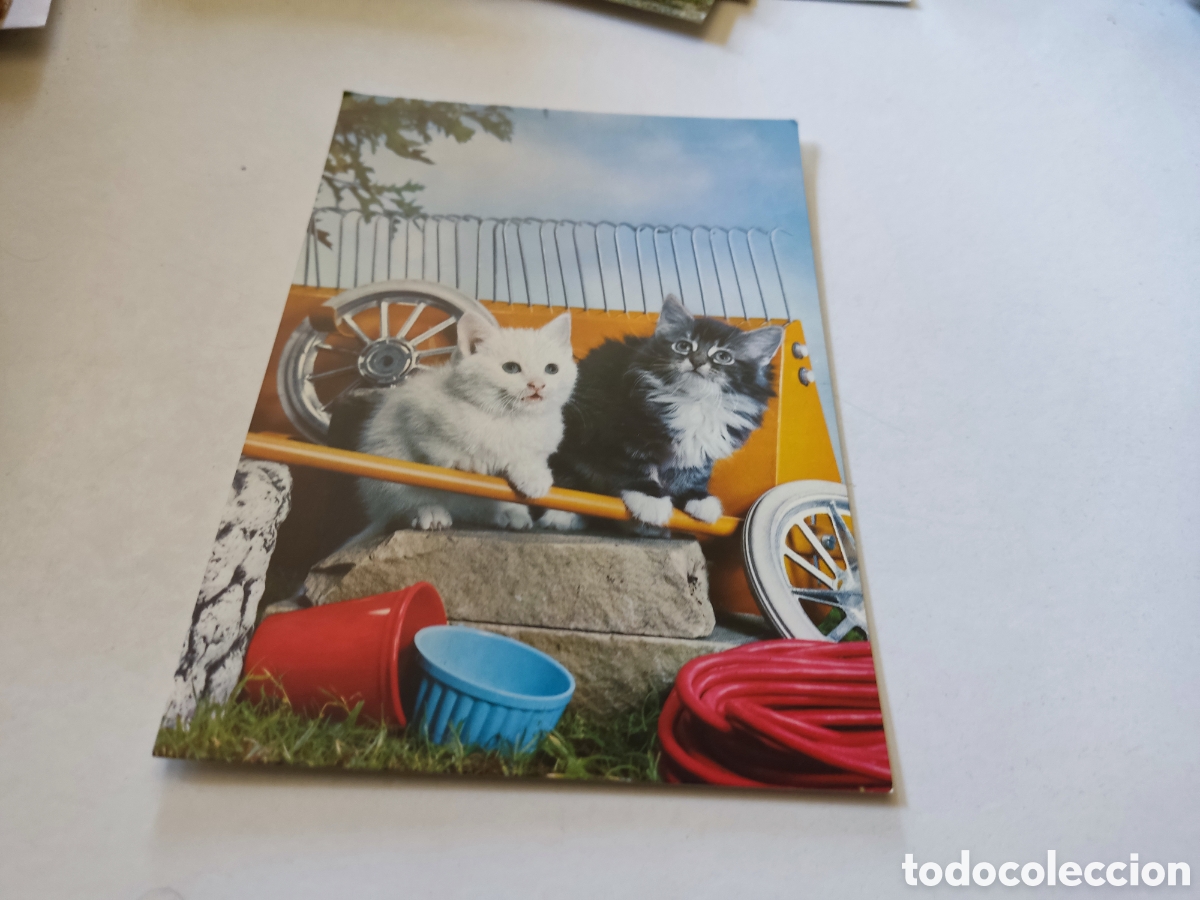 Postales: Postal Gatos - Foto 1