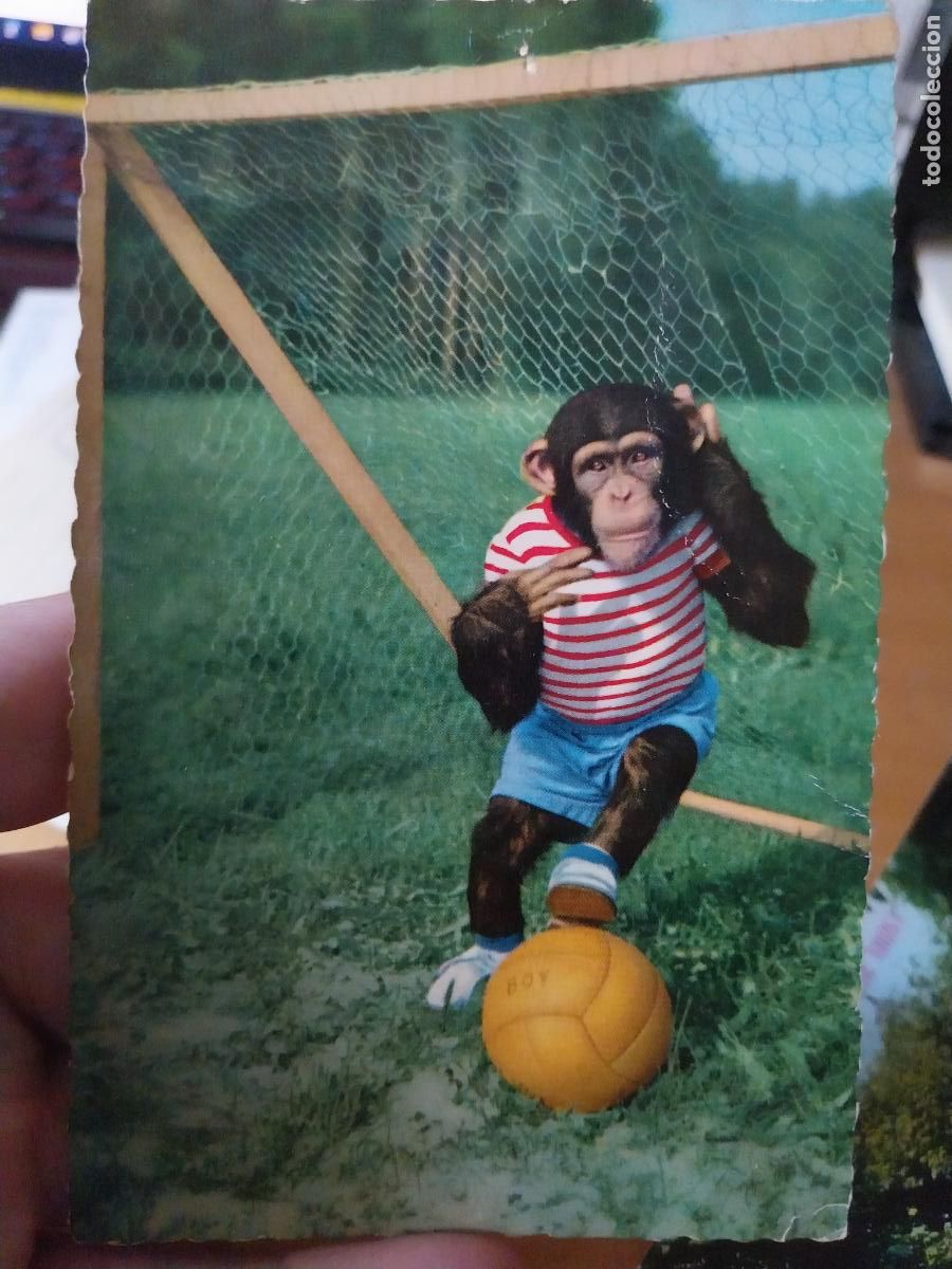 Postais: MONO CHIMPANCE FUTBOLISTA POSTAL ESCRITA A&Ntilde;OS 50