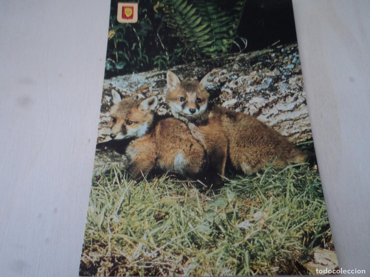Postales: 31 animales salvajes, zorros, ed. escudo