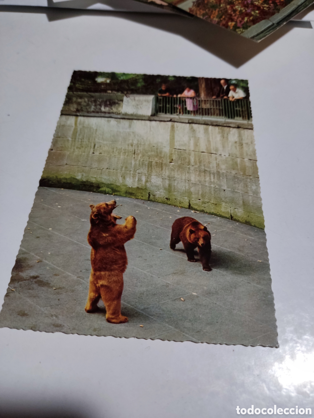 Postales: Postal Bern Zoo osos - Foto 1