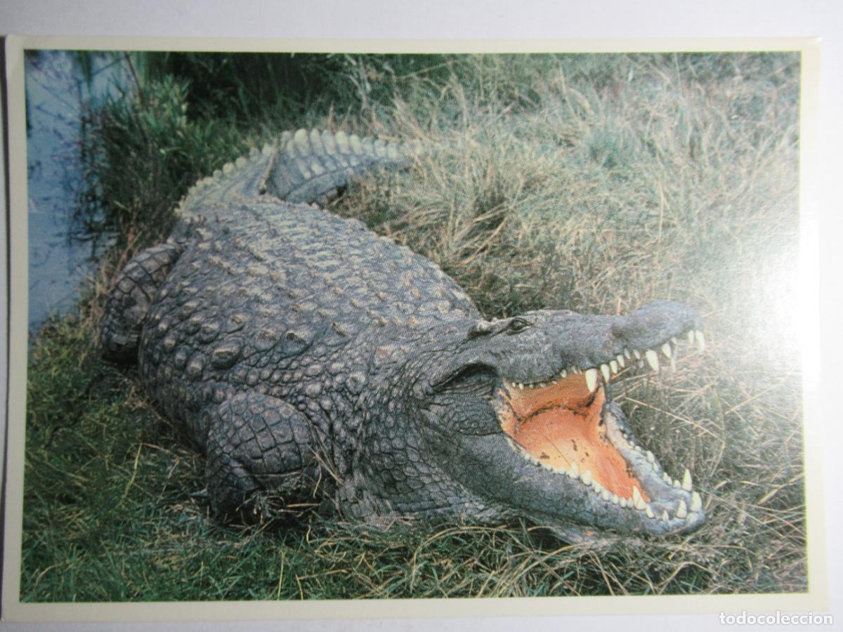 Postales: Postal Cocodrilo - Foto 1