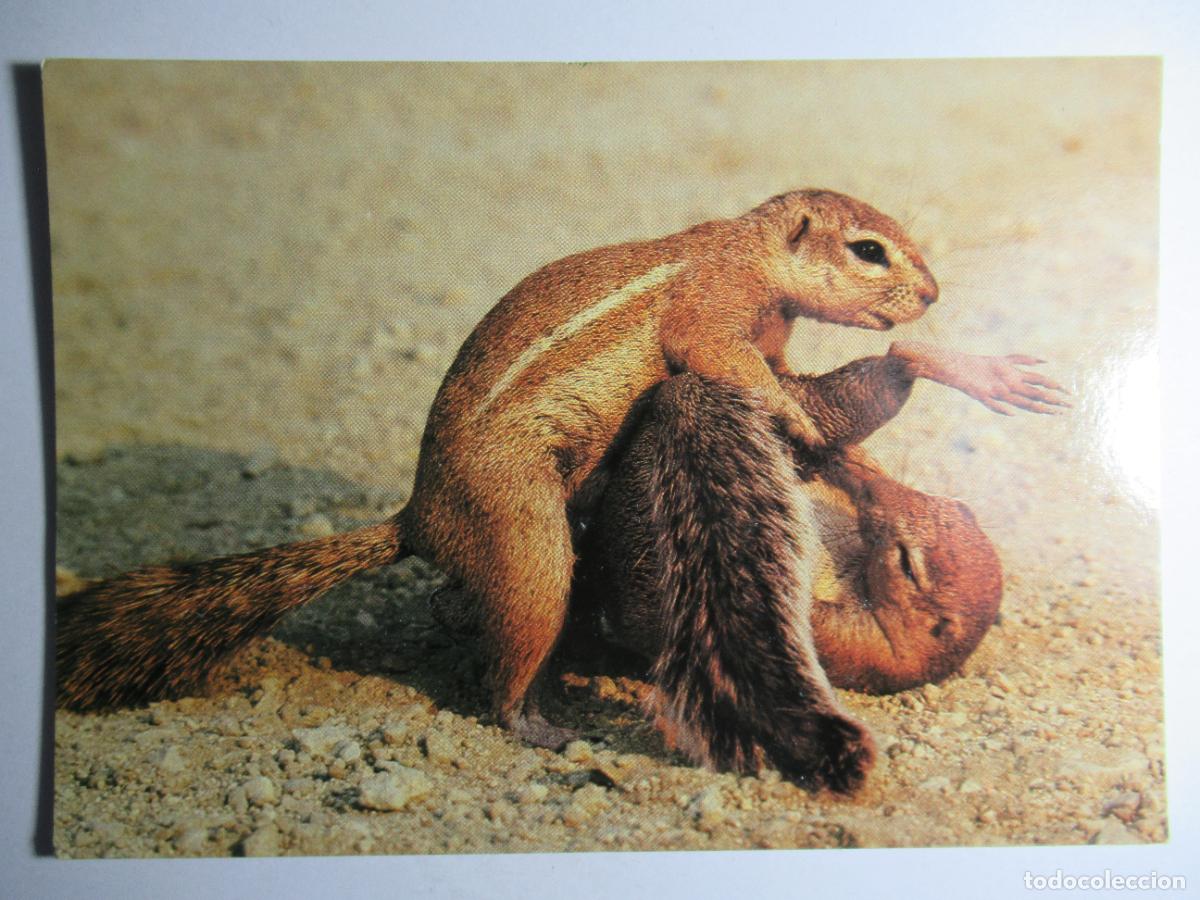 Postales: Postal ardilla - Foto 1