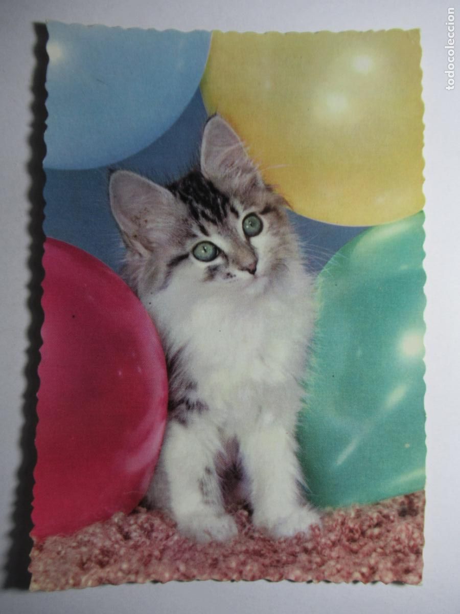Postales: Postal gato gatito - Foto 1