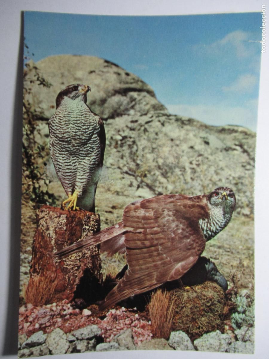 Postales: Postal Azor - Aves de Espa&ntilde;a - Foto 1