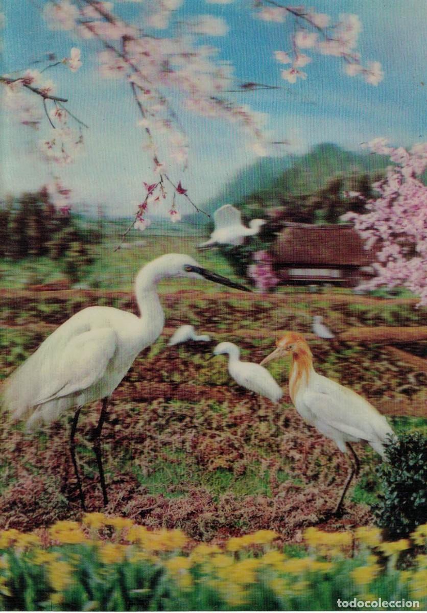 Postais: P&aacute;jaros Aves Cerezos en flor / Stereorama Postal Ologr&aacute;fica 3 D