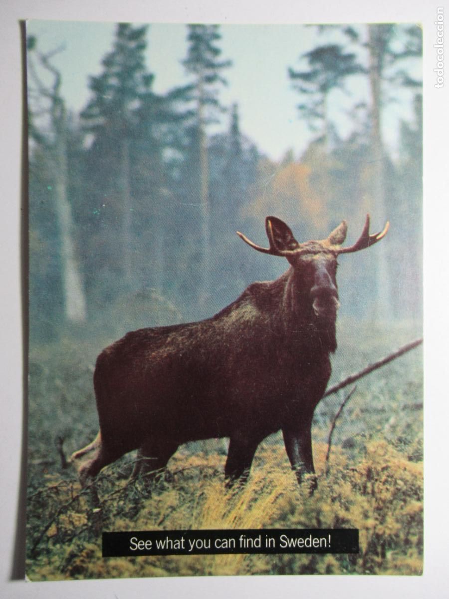 Postales: Postal Ciervo canadiense - Foto 1