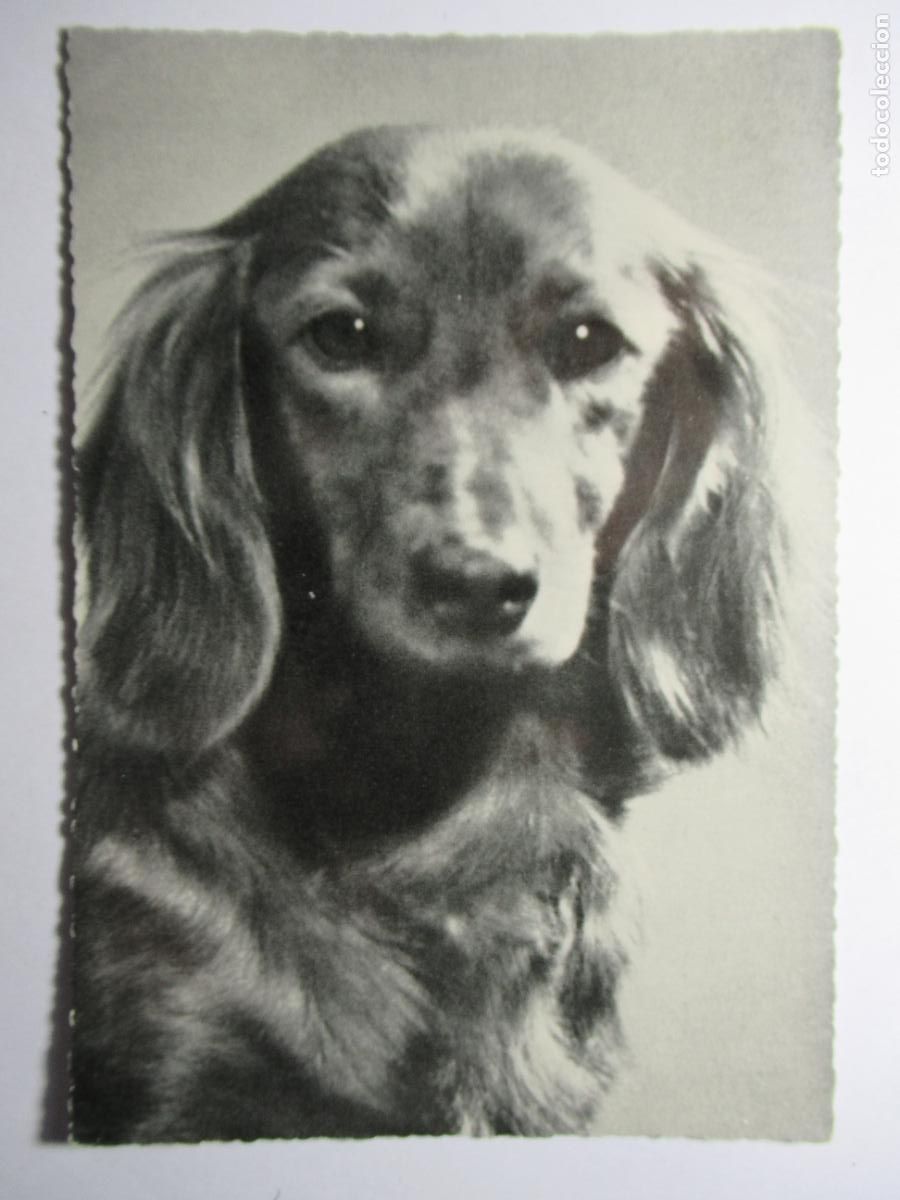Postales: Postal Perro perrito circulada en 1961 - Foto 1