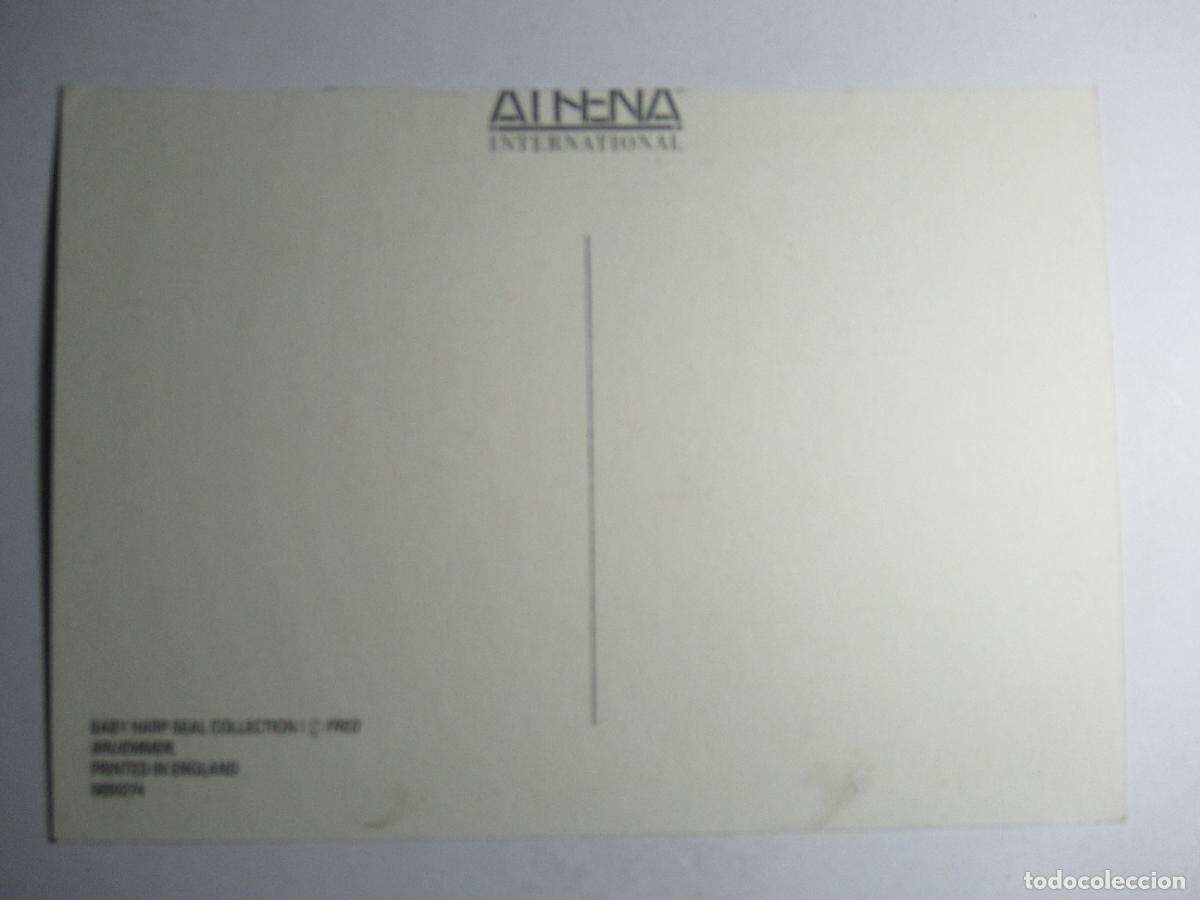 Postales: Postal Cr&iacute;a de foca - Foto 2