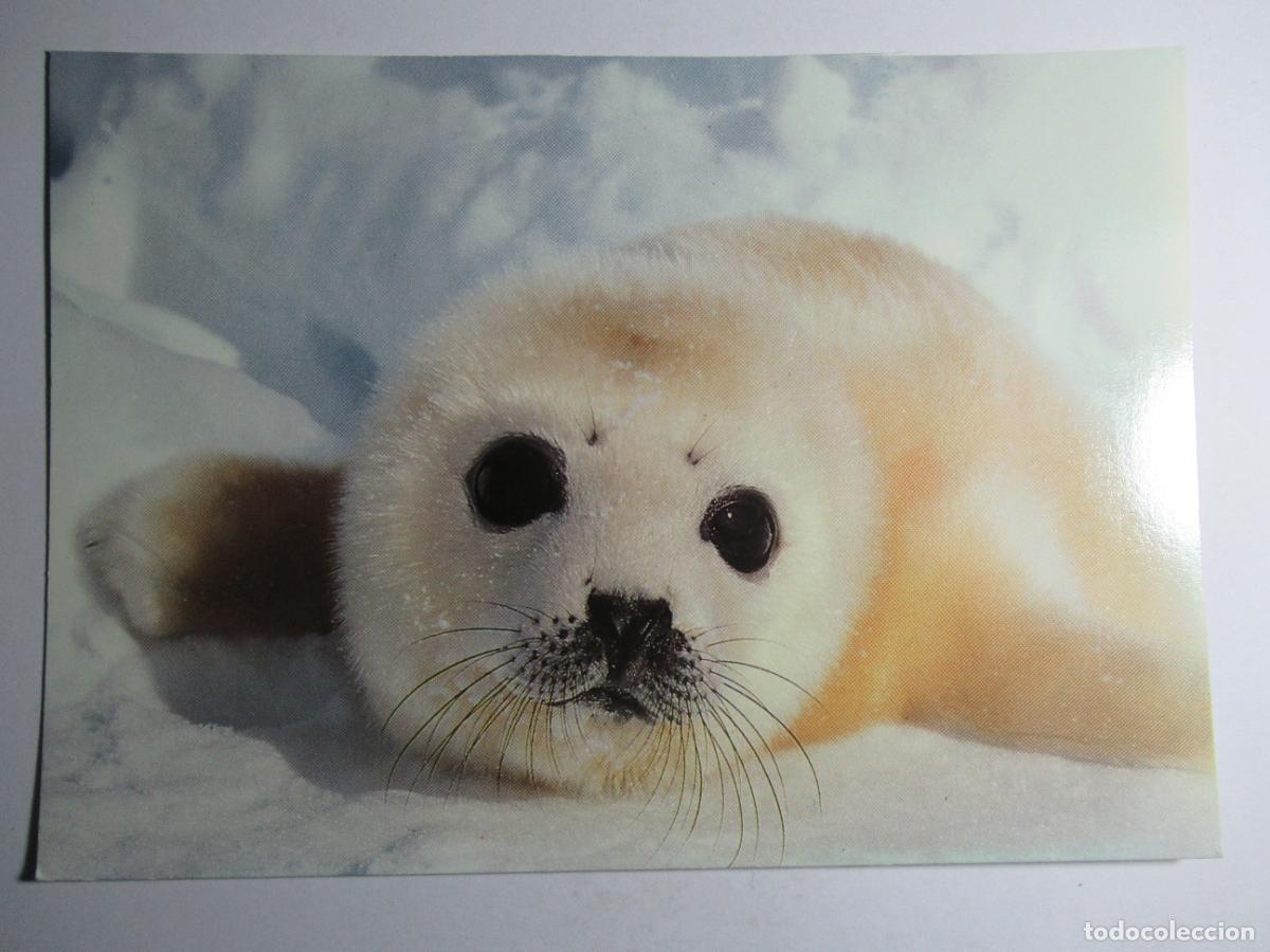 Postales: Postal Cr&iacute;a de foca - Foto 1