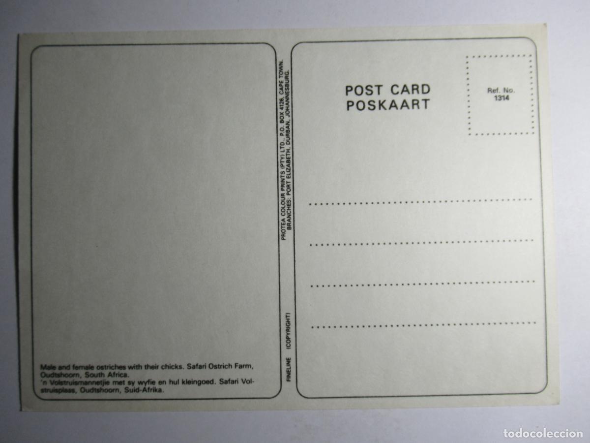 Postales: Postal avestruces - Foto 2