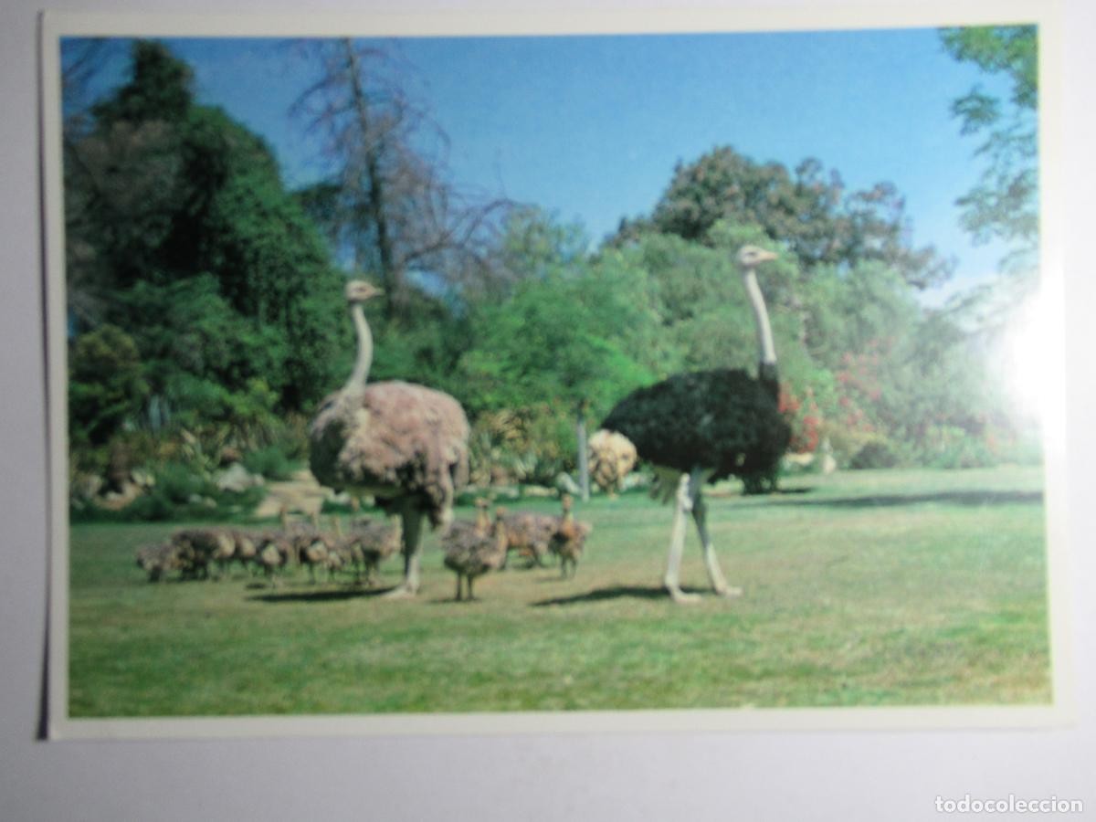 Postales: Postal avestruces - Foto 1