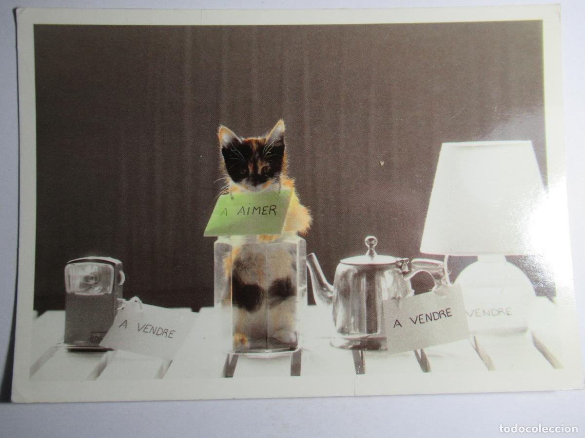 Postales: Postal gato gatito - Foto 1