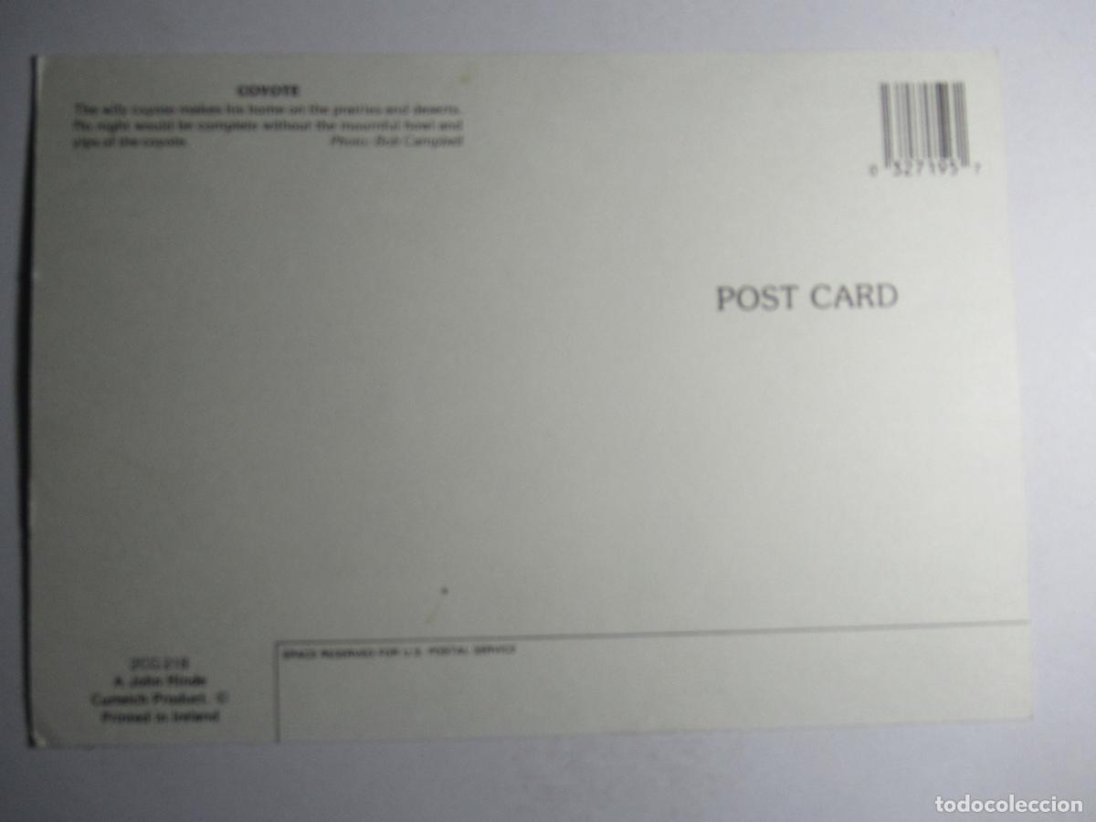 Postales: Postal Coyote - Foto 2