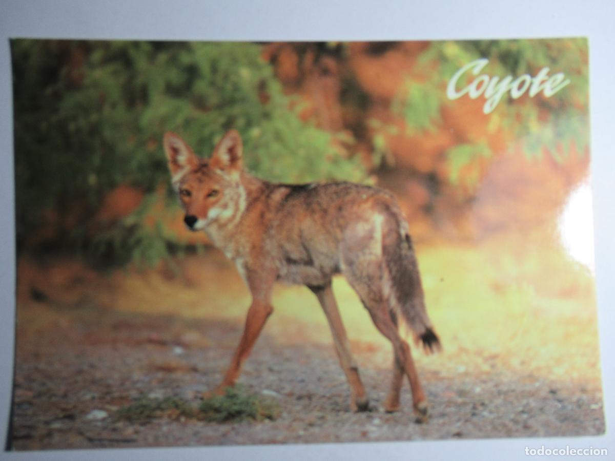 Postales: Postal Coyote - Foto 1