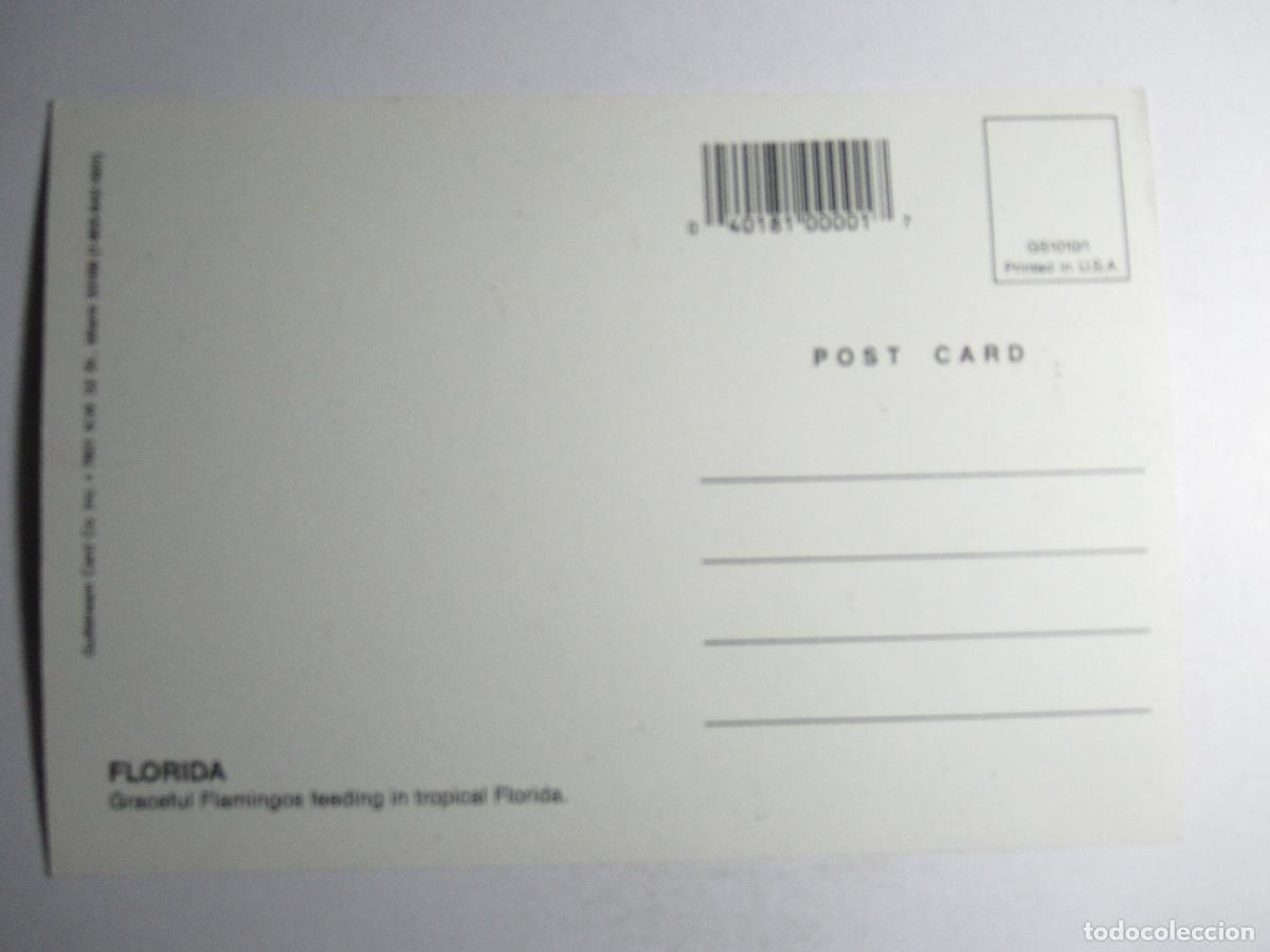 Postales: Postal Flamenco - Florida - Foto 2