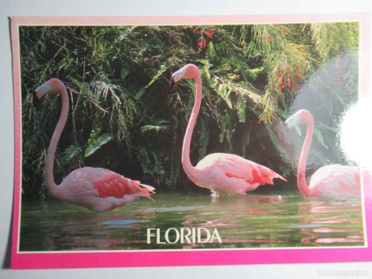 Postales: Postal Flamenco - Florida - Foto 1