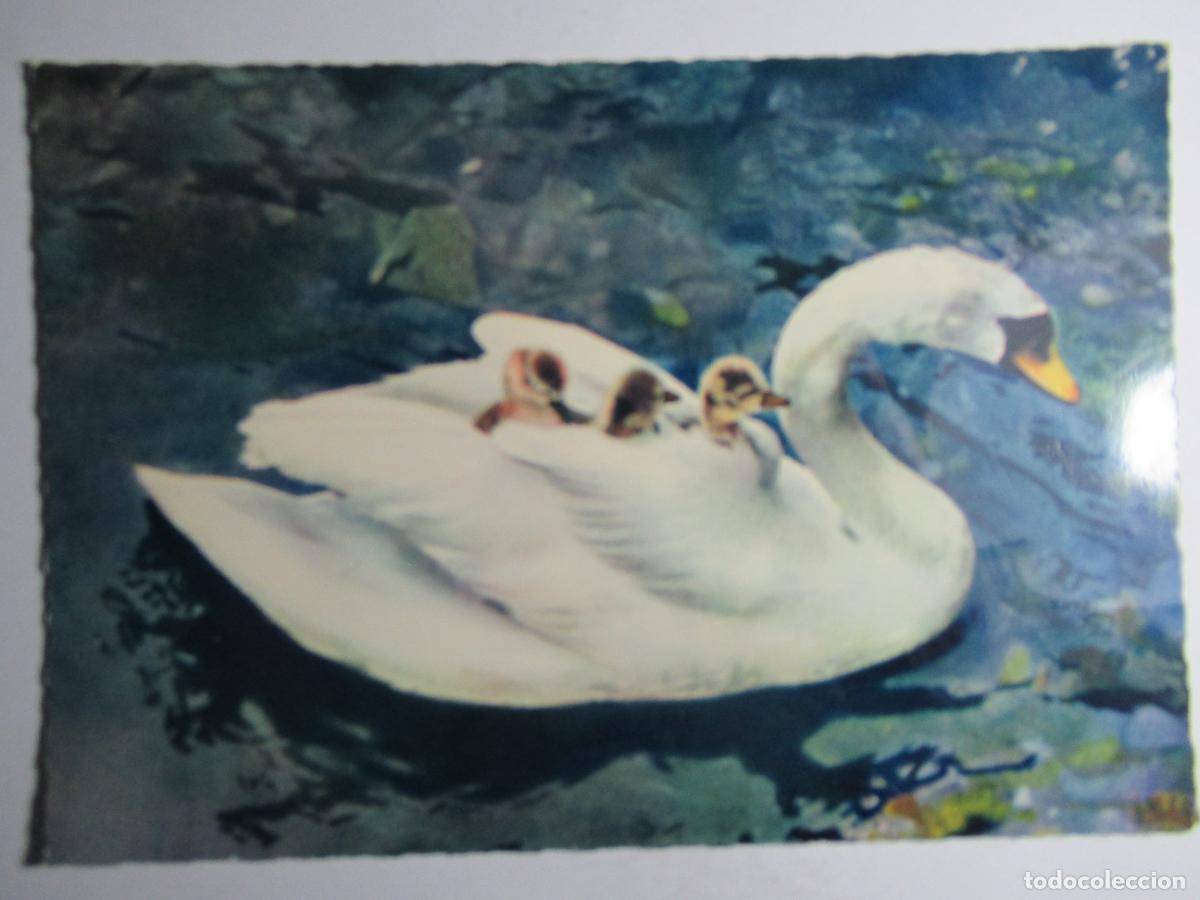 Postales: Postal Cisne - Foto 1