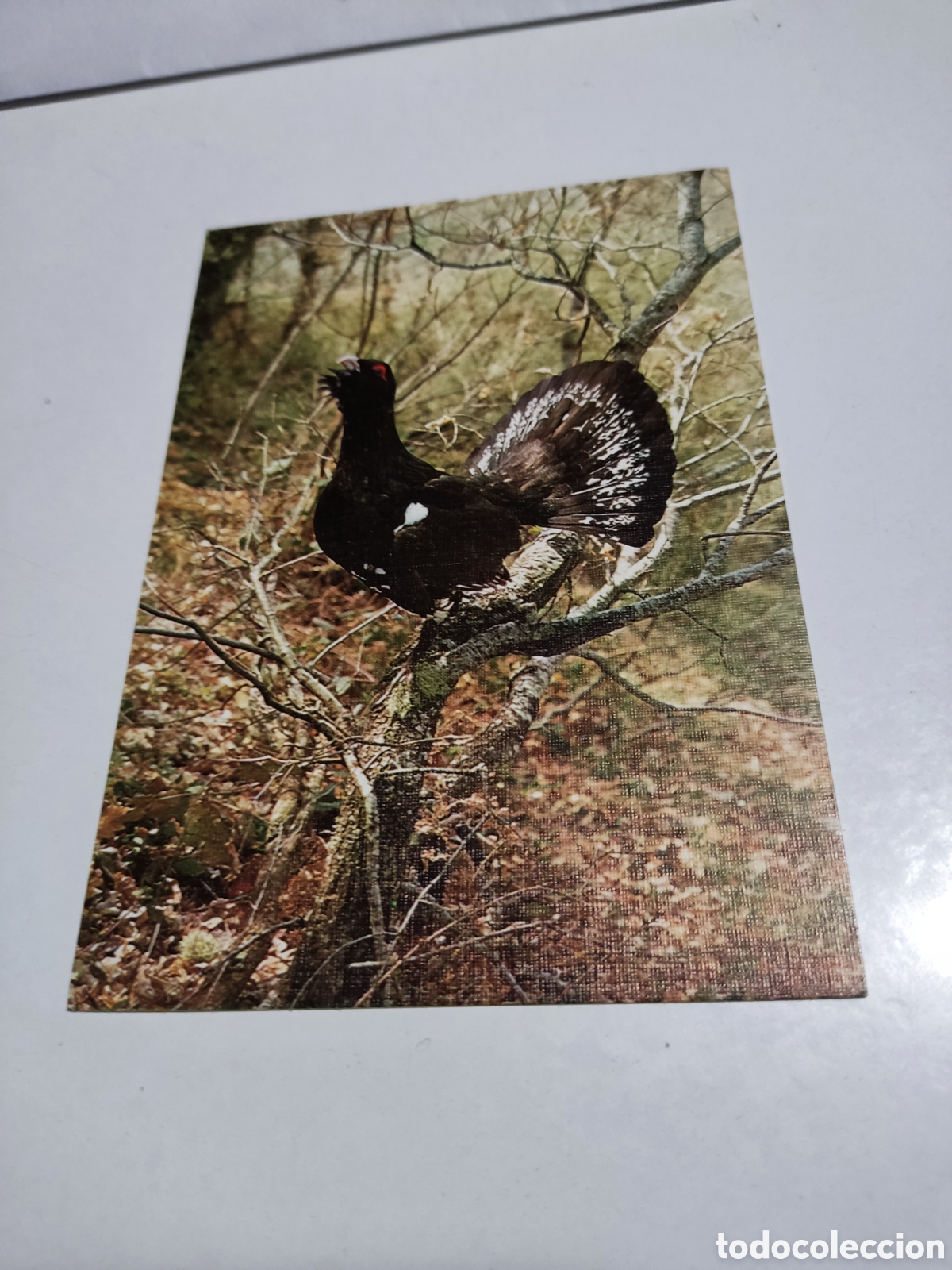 Postais: Postal fauna ib&eacute;rica, urogallo