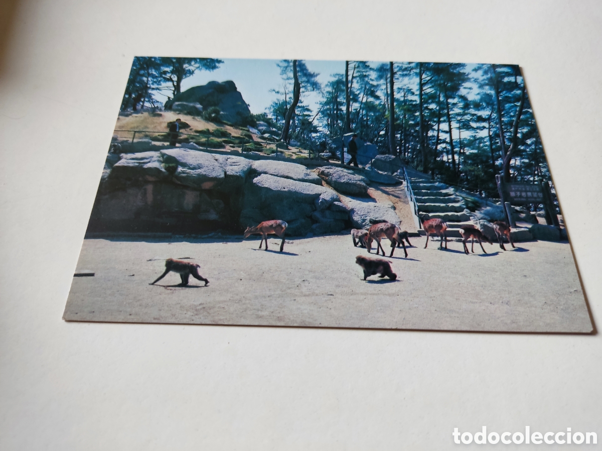 Postales: Postal Jap&oacute;n zoo - Foto 1