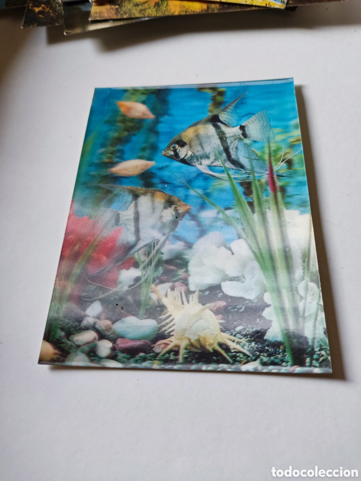 Postais: Postal acuarium peces