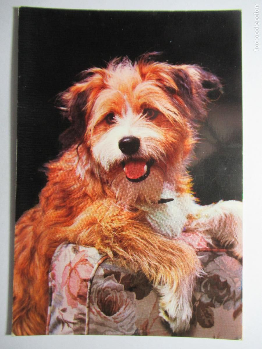 Postales: Postal perro perrito - Foto 1