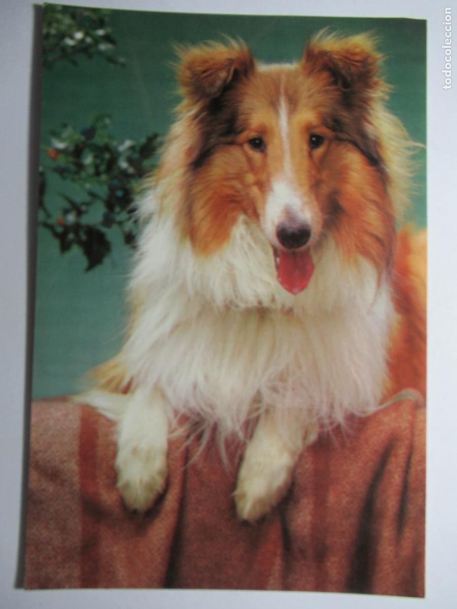 Postales: Postal perro perrito - Foto 1