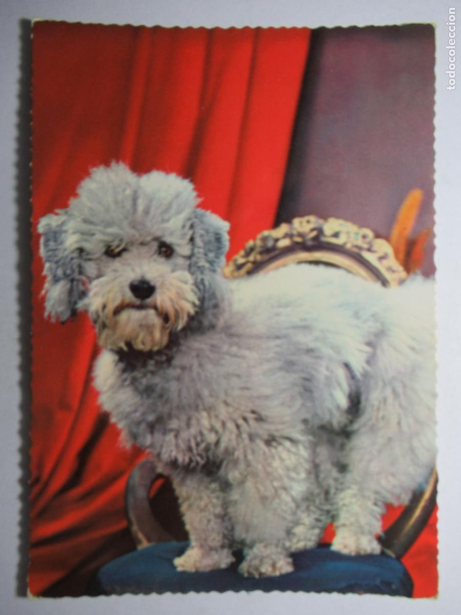 Postales: Postal perro perrito - Foto 1