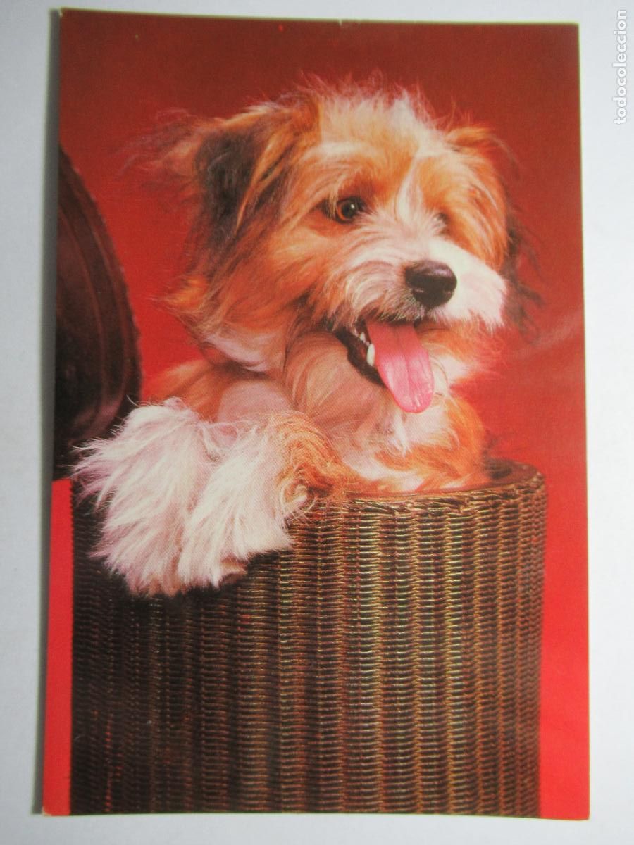 Postales: Postal perro perrito - Foto 1