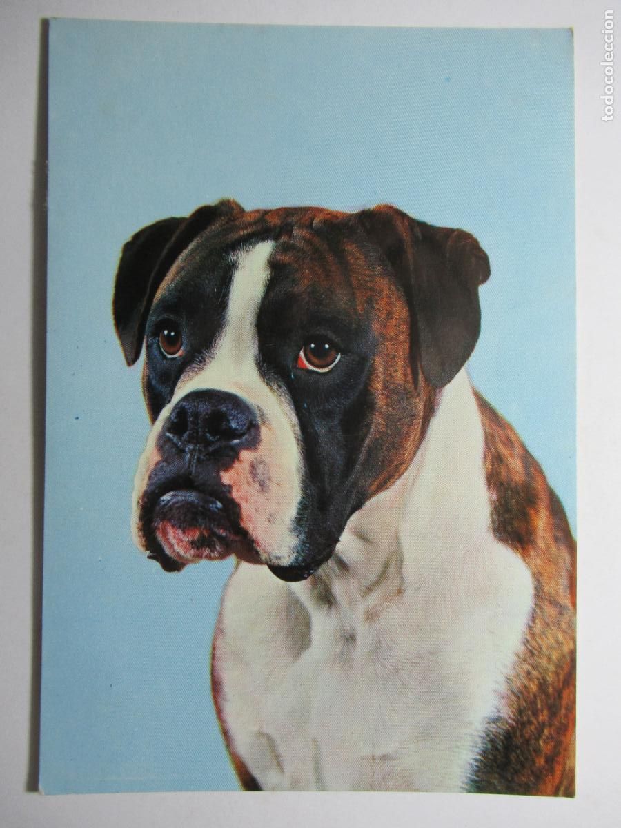 Postales: Postal perro perrito - Foto 1