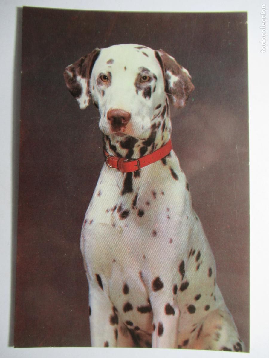 Postales: Postal perro perrito - Foto 1