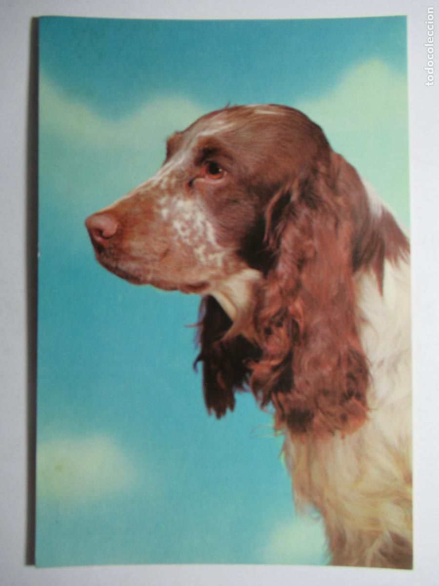 Postales: Postal perro perrito - Foto 1