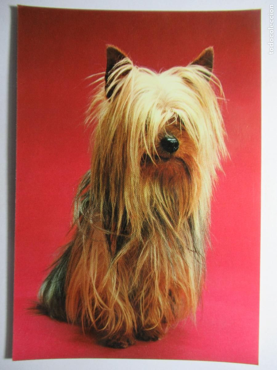 Postales: Postal perro perrito - Foto 1