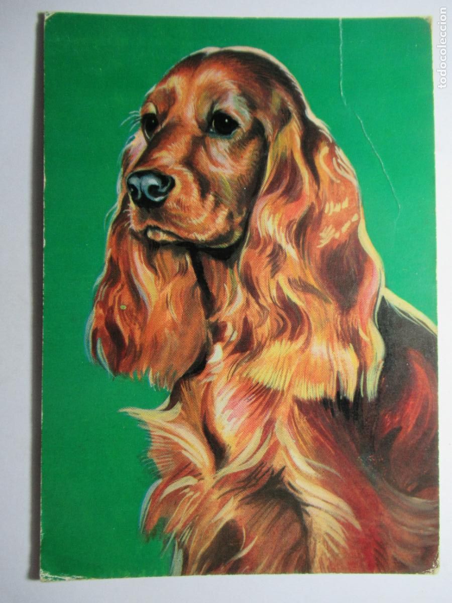 Postales: Postal perro perrito - Foto 1
