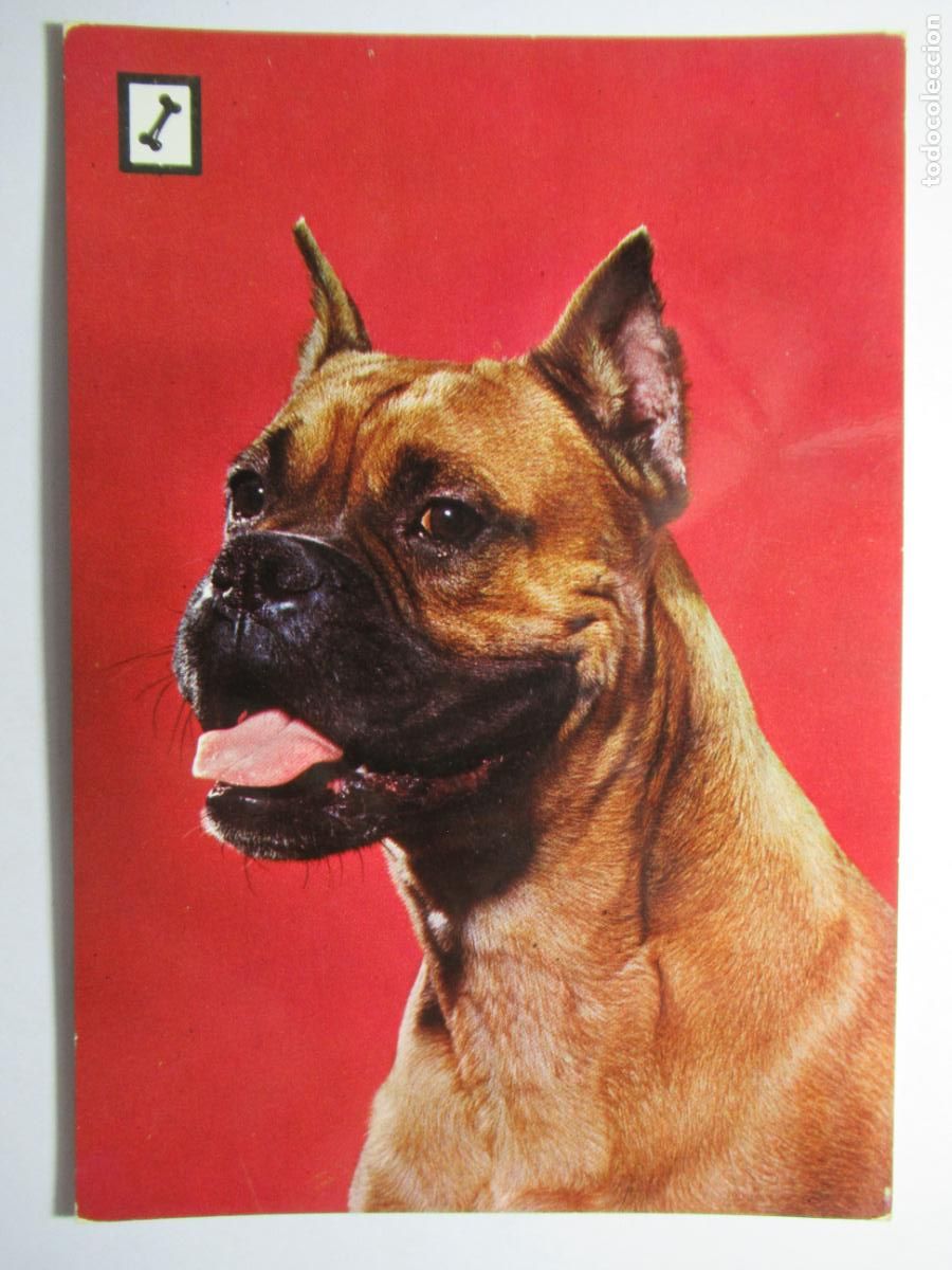 Postales: Postal perro perrito - Foto 1