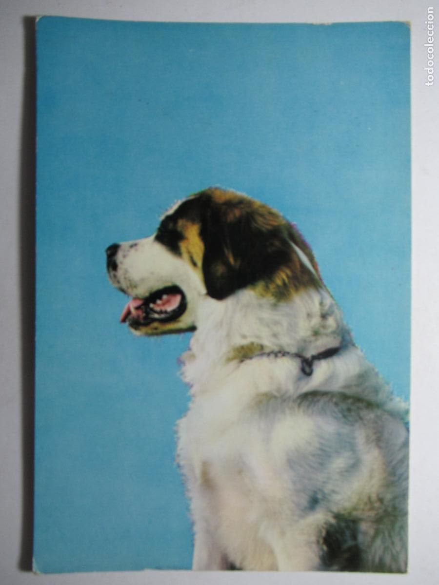 Postales: Postal perro perrito - Foto 1