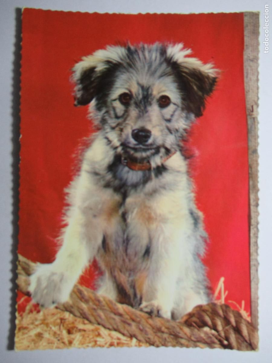 Postales: Postal perro perrito - Foto 1