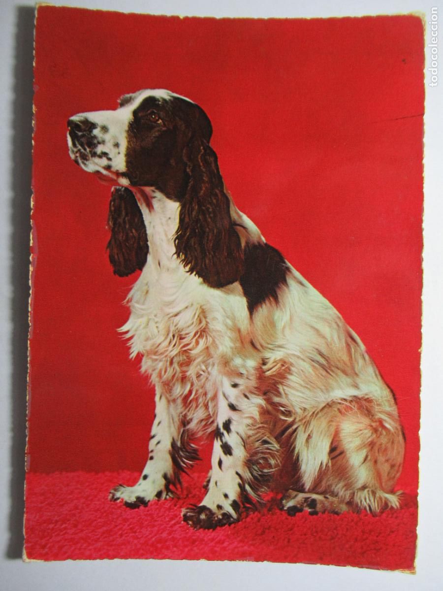 Postales: Postal perro perrito - Foto 1