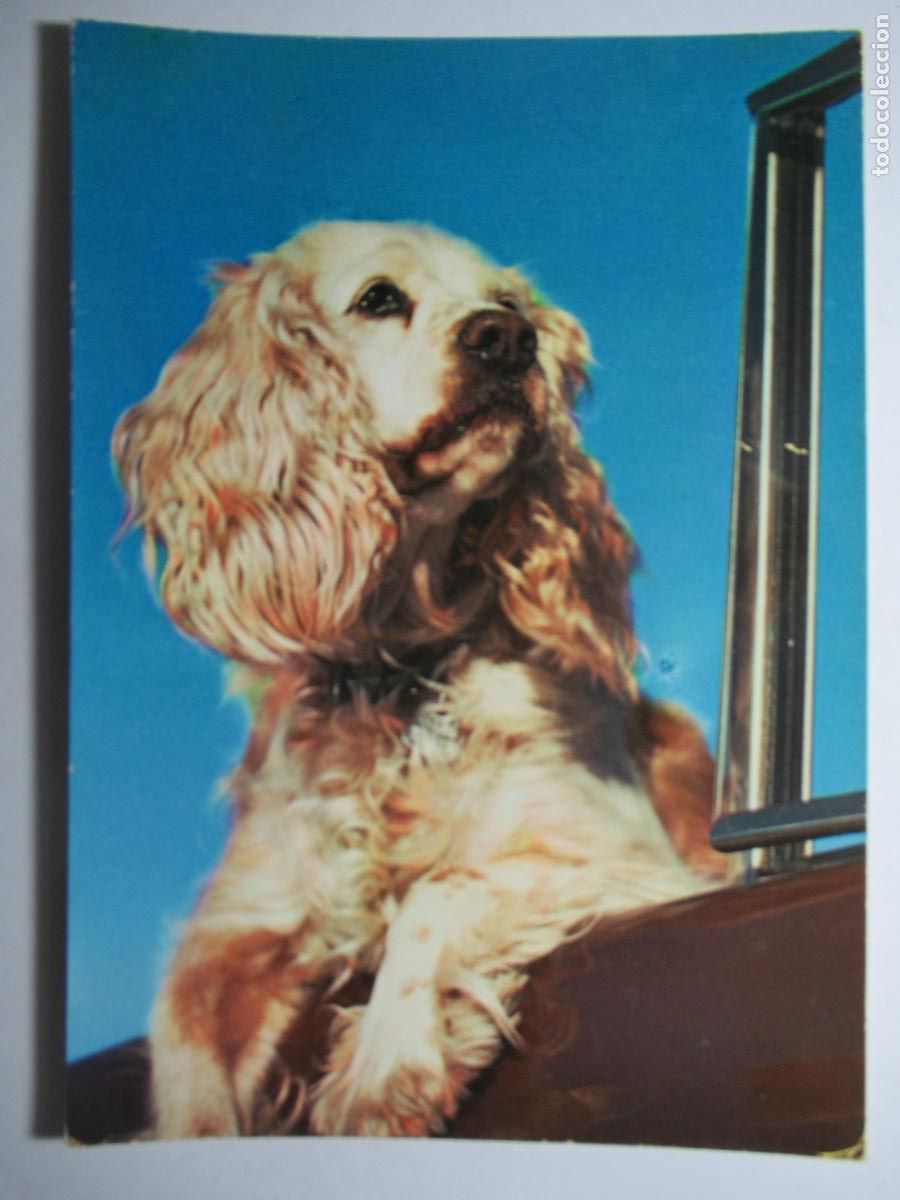Postales: Postal perro perrito - Foto 1