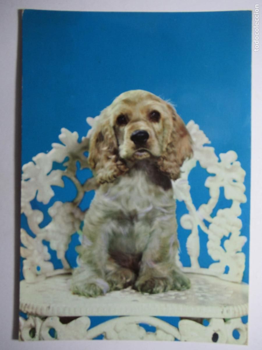 Postales: Postal perro perrito - Foto 1