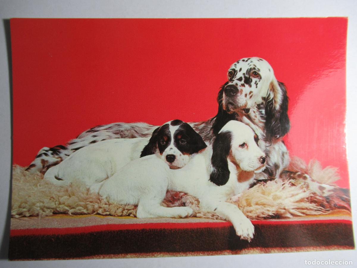 Postales: Postal perro perrito - Foto 1