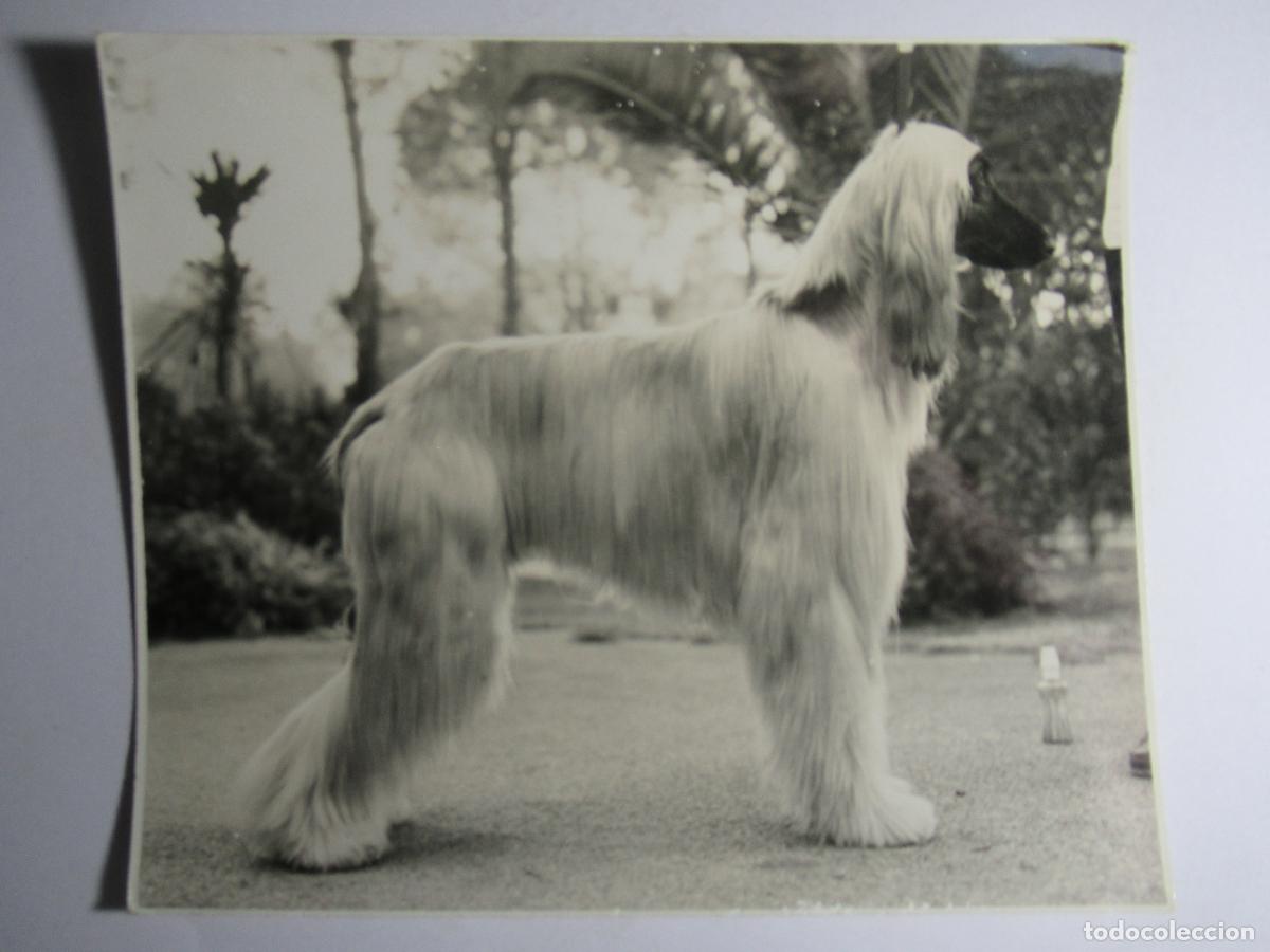 Postales: Postal foto perro perrito - Foto 1